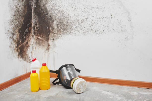 Biohazard Mold Removal in Norco, CA